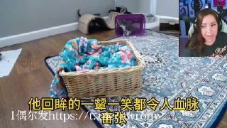 绿帽换妻|群交群P|多人3P 配图