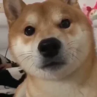 在花🎗️科技圈 配图