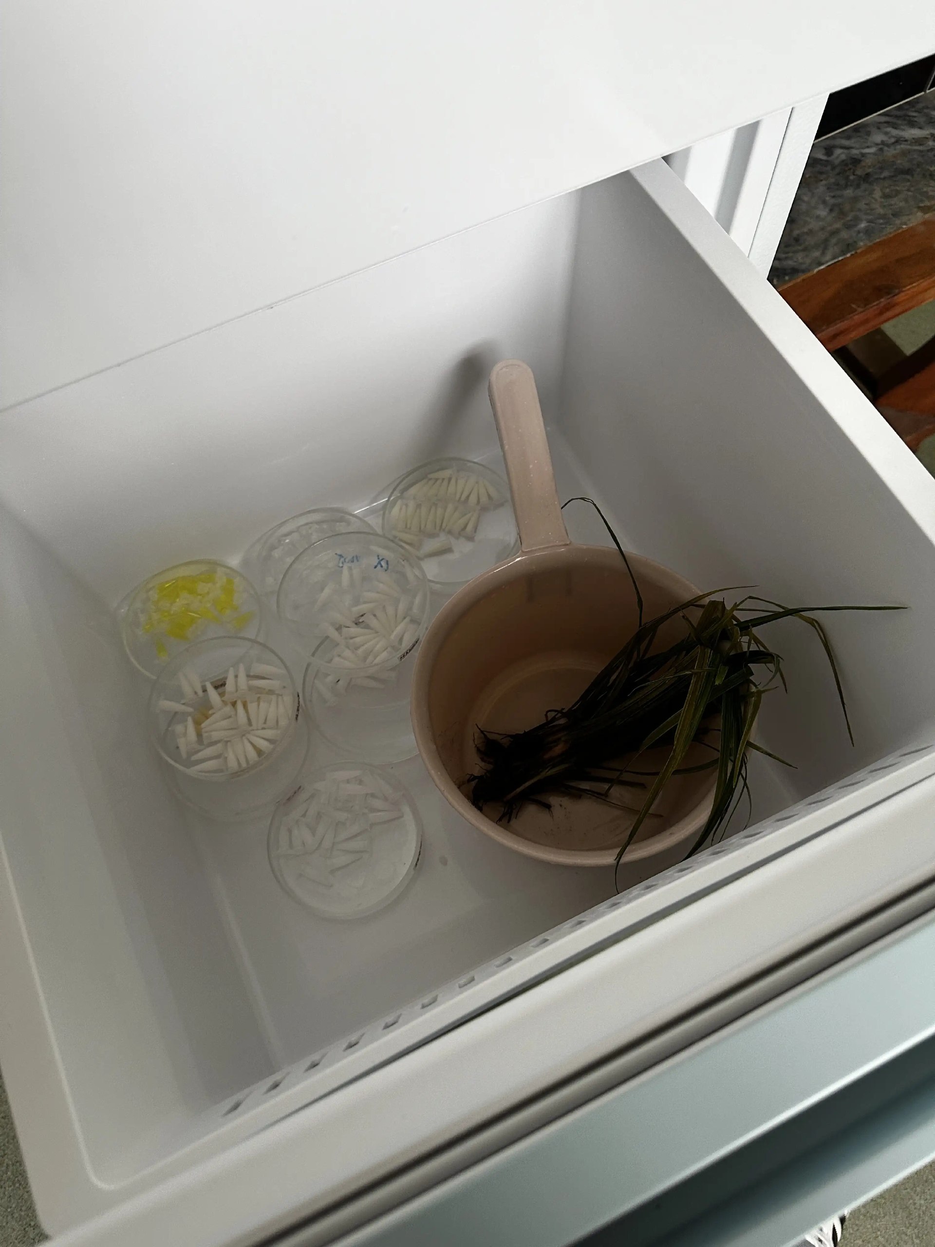 简中互联网废物们 配图