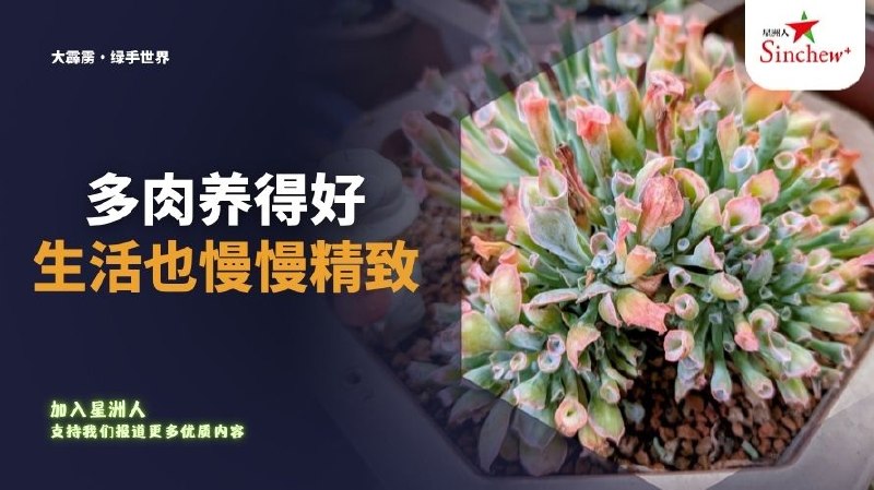 百格Pocketimes 配图