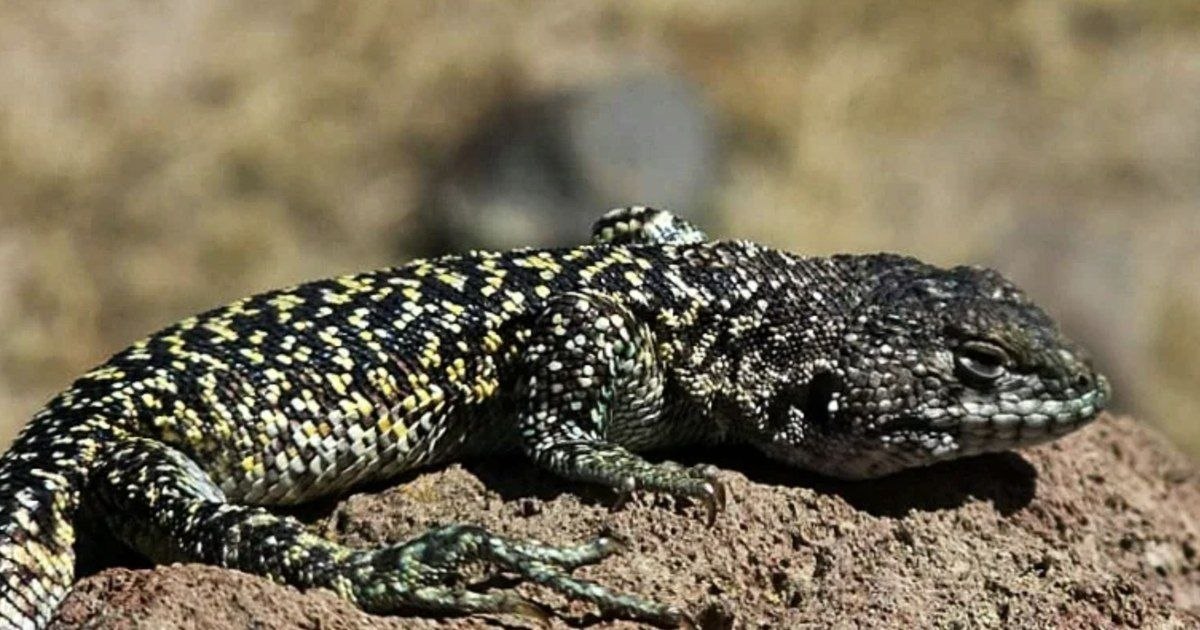 熟女人妻/吃瓜猎奇 配图